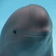 Smiling Dolphin logo