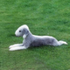 Bedlington Terrier logo