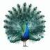 PEACOCK logo