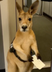 Passenger kangaroo logo