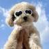 DogWifSunglasses logo
