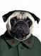 Woof ZeDong logo