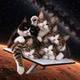 starlink cat logo