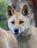 Dingo