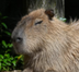 Side Eye Capybara logo