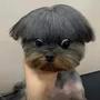 dogboss