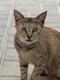 weirdasscat logo