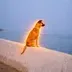 The Existential Dog logo