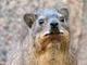 Screaming Hyrax logo