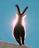 IBEX