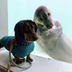 dogwifseal logo
