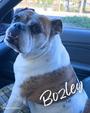 Bozley
