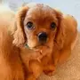 CHARLIE