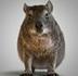 Hyrax logo