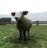 CATTLE