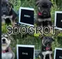 DOGROT