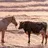 BullHorse