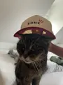 TAPSI