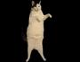 KittyDance