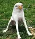 smoking eagle dog logo