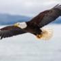 BaldEagle