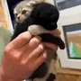 VelCro