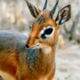 DIK-DIKS logo