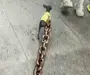 OCD