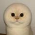 Lufy Cat logo