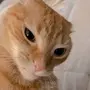 JAMIE