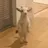 Goatchi