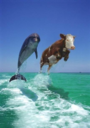 COWPHIN