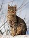 cat logo