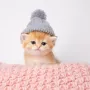 Kitten Wif Hat logo