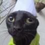 GATO