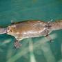 Platypus