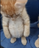 CATTTT