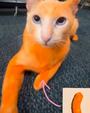 CHEETO