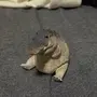 Greg