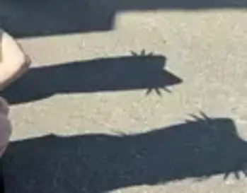 Shadow