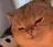 IranCat