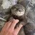 Lola the Otter logo