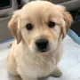 benny