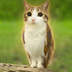 Meowl The Cat logo