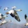 MIGRATE