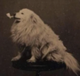 Sir.Doggington logo