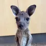 JJ