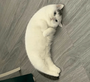 MOONCAT