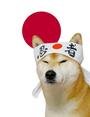 SHIBA