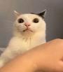 BEAN